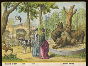 Schaf- und Bären-Zoo