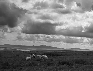 Distant Mountain Views Drucke: Sheep & Brecon Beacons