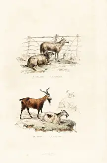 Capra Aegagrus Hircus Breed Drucke: Sheep and goats