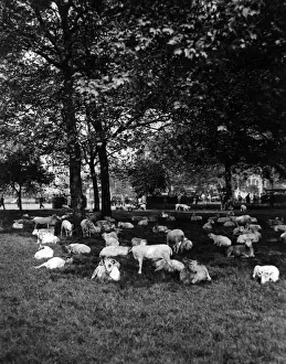 London Wildlife Photos Drucke: Sheep in Hyde Park 1933