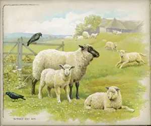 19th Century Animal Art Drucke: Sheep & Lambs C1880S