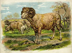 Rural Farm Scene Drucke: Sheep and lambs in a field