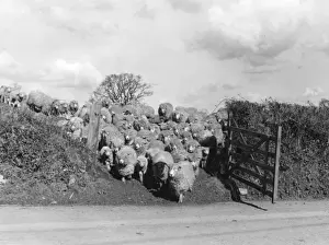Vintage Farm Photography UK Drucke: Sheep Push through Gate