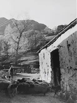 Rural England Scenes Drucke: Sheep at Seatoller
