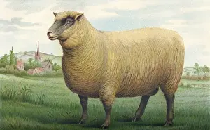 Drucke von Ein Südwestwachsbaum, Datum: 1907 Southdown-Schaf Drucke: Rindern / Südland-Wetherei