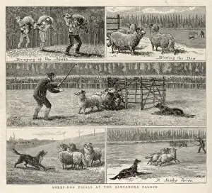 Schäferhundprüfungen