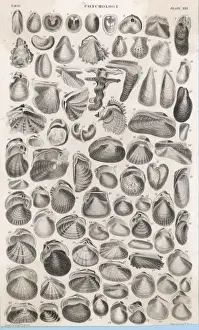 Bivalve Mollusks Drucke: Shells and Bivalves