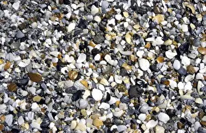 Beach Shells Drucke: Shells & pebbles on beach