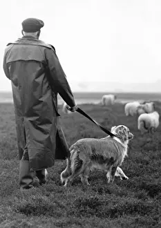 Historical Farm Scenes Drucke: Shepherd, dog and sheep