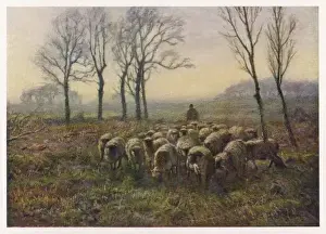 Shepherd With Flock Drucke: Shepherd and Flock 1913