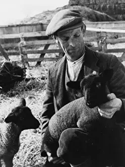 British Farming History Drucke: Shepherd with Lambs