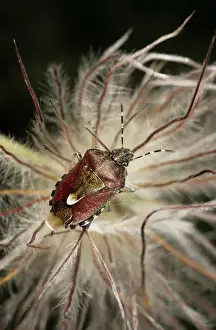 Shield Bug Drucke: Shield Bug / Stink bug - in a dandelion
