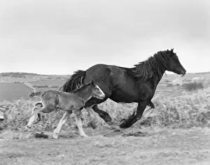 Shire Horse Drucke: Stallion und Fohus