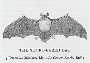 Vespertilio Murinus Drucke: Shorteared Bat (Bewick)