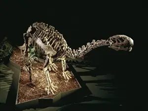 Prehistoric Reptile Drucke: Shunosaurus