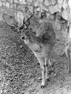 Fallow Deer Behavior Drucke: Shy Fallow Deer
