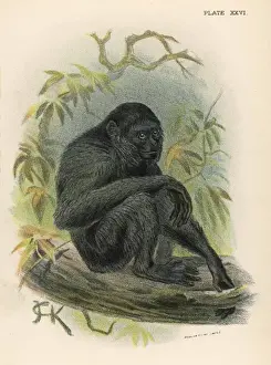 Siamangsäger/ Jack