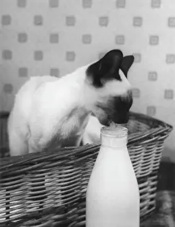 Drucke von Ein verkrüppelter Siam-Katzen sitzt im Wickerkorb und trinkt die Sahne vom Gipfel eines Milchflaschenhals Siamesisch Drucke: Der Siessische Katze bekommt Sahne