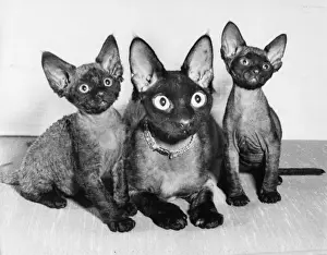 Animal Friendship Photos Drucke: Siamese cat and two kittens