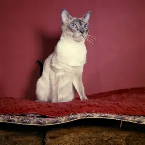 Siamesis Katze mit roter Hintergrund