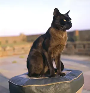 Retro Animal Photography Drucke: Siamese cat sitting on a stool