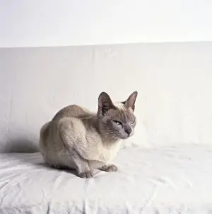 Siamesis Katze mit weißem Hintergrund