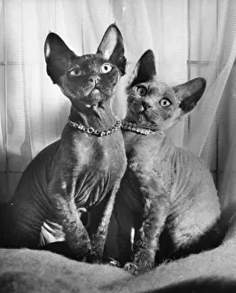 Retro Pet Pictures Drucke: Two Siamese cats