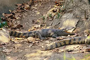 Asian Reptiles Drucke: Siamese Crocodile