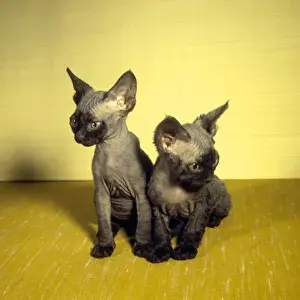 Vintage Kitten Images Drucke: Two Siamese kittens with yellow background