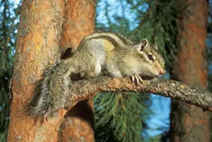 Pine Tree Wildlife Drucke: Siberian Chipmunk - hiding on pine tree