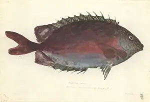 Perciformes Fish Species Drucke: Siganus punctatus, goldspotted spinefoot