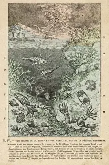 Prehistoric Sea Creatures Drucke: Silurian Scene