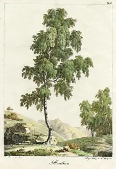 Silver Birch Tree Drucke: Silver Birch Tree 1819