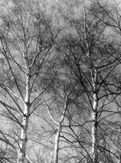 Silver Birch Forest Drucke: Silver Birch Tree