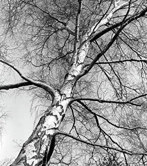 Birch Tree In Snow Drucke: A Silver birch tree - winter