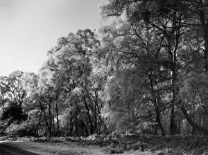 Silver Birch Trees Drucke: Silver Birches