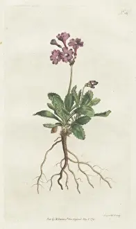 William Curtis Botanicals Drucke: Silver-edged primula, Primula marginata