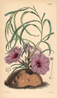 Handcoloured Botanical Prints Drucke: Simple stalked ipomaea, Ipomaea simplex
