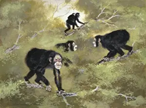 Human Evolution Timeline Drucke: Sivapithecus indicus