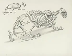 Historical Animal Drawings Drucke: Skeleton of Crouching Lion