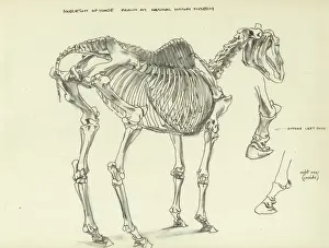 Natural History Museum London Prints Drucke: Skeleton of a horse
