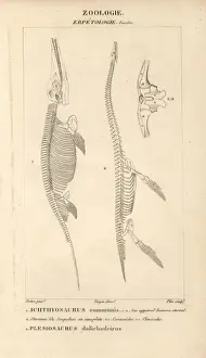 Jurassic Era Fossils Drucke: Skeleton of Ichthyosaurus communis (fish lizard)