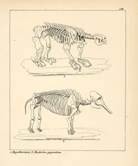 Faultier Drucke: Rumpf des Megatheriums und Mastodons gigantes