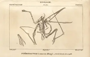 Jurassic Era Fossils Drucke: Skeleton of a Pterodactylus, an extinct carnivorous