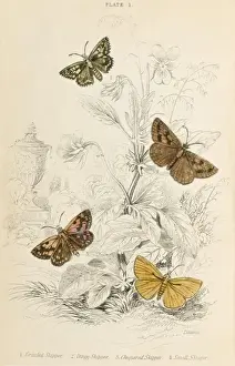 Chequered Skipper Drucke: Four Skipper Moths