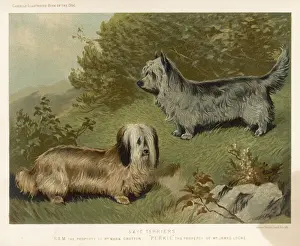 Rare Dog Breeds UK Drucke: Skye Terriers (Shaw)