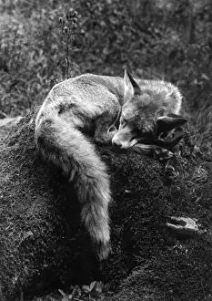 Historical Wildlife Images Drucke: Sleeping Fox