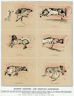 Drucke von Schöne Illustration von Cecil Aldin zeigt zwei seiner Hunde, wahrscheinlich Mickey (der Iriswolfhund) und Cracker (der englische Bullterrier), der versucht einen Sofa zu teilen. Datum: 1929 Jagdhund Drucke: Schlafende Partner und aufgelöste Partnerverschmelzung, Cecil Aldin