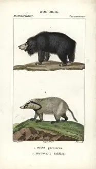 Drucke von Slothbär, Ursus ursinus (bedroht) und Hirschhahndogge, Arctonyx collaris (nahe gefährdet). Handzeichnung von Frederic Cuviers Dictionary of Natural Science: Mammals, Paris, Frankreich Faultier-Bär Drucke: Bärenbär, Ursus ursinus (gefährdet)