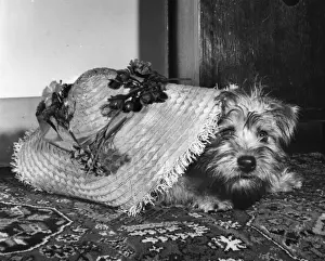 Unusual Animal Friends Drucke: Small dog with straw hat